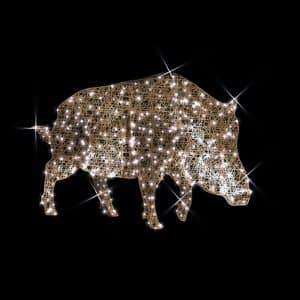 boar illuminates