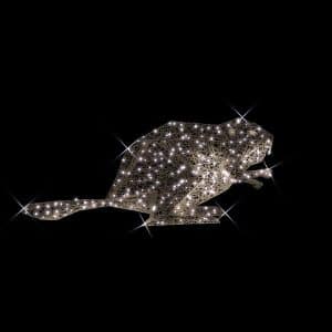 beaver illuminates