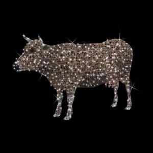 cow illuminates