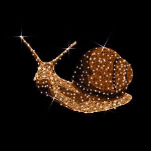 snail illuminates