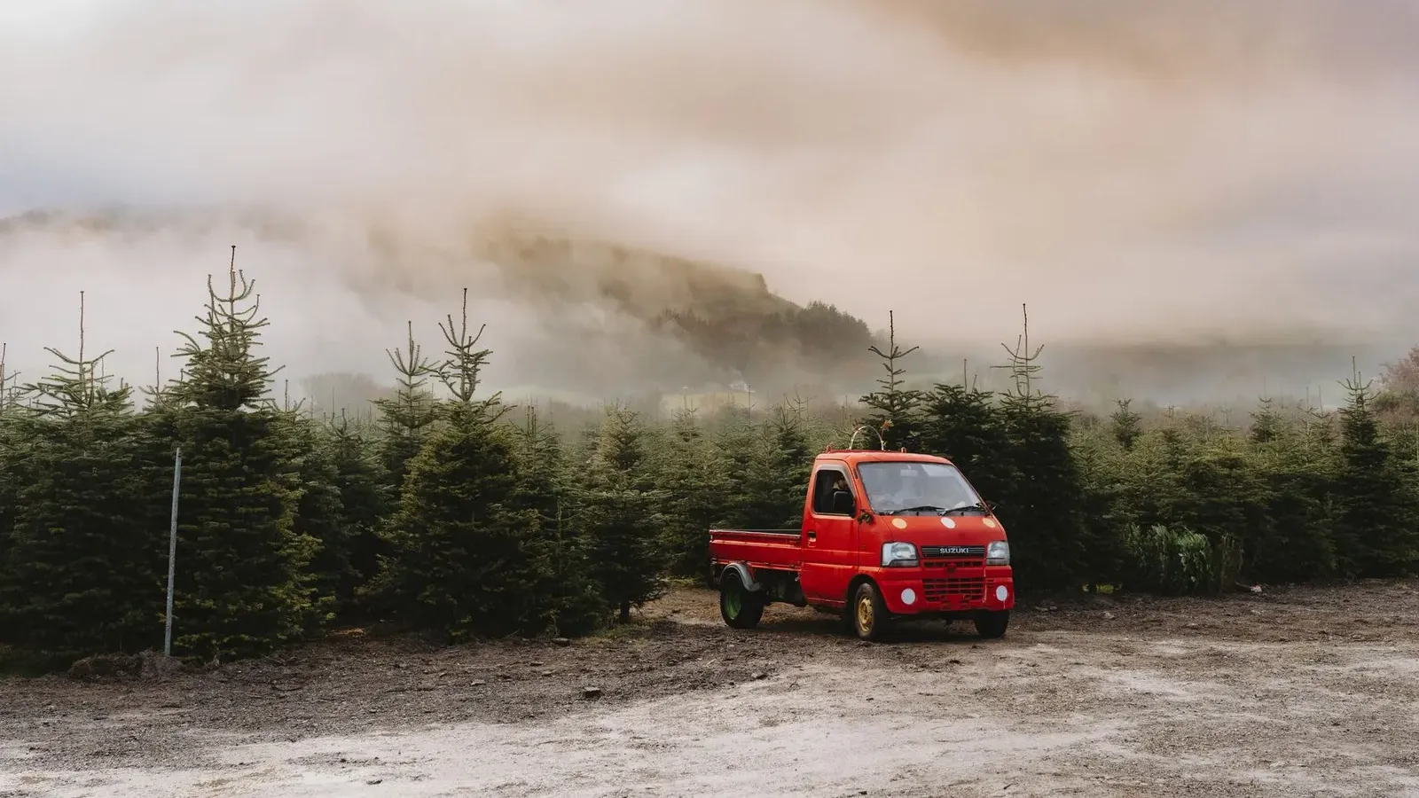 Small red pickup truck parked among rows of young fir trees on a misty tree farm