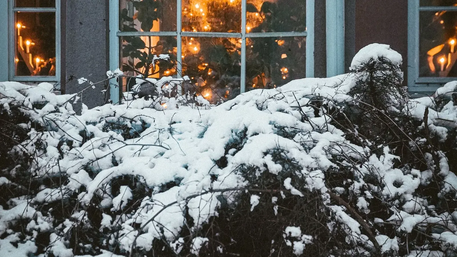 Snow-covered shrubs in front of a cottage window glowing with a lit Christmas tree, snow on the roof