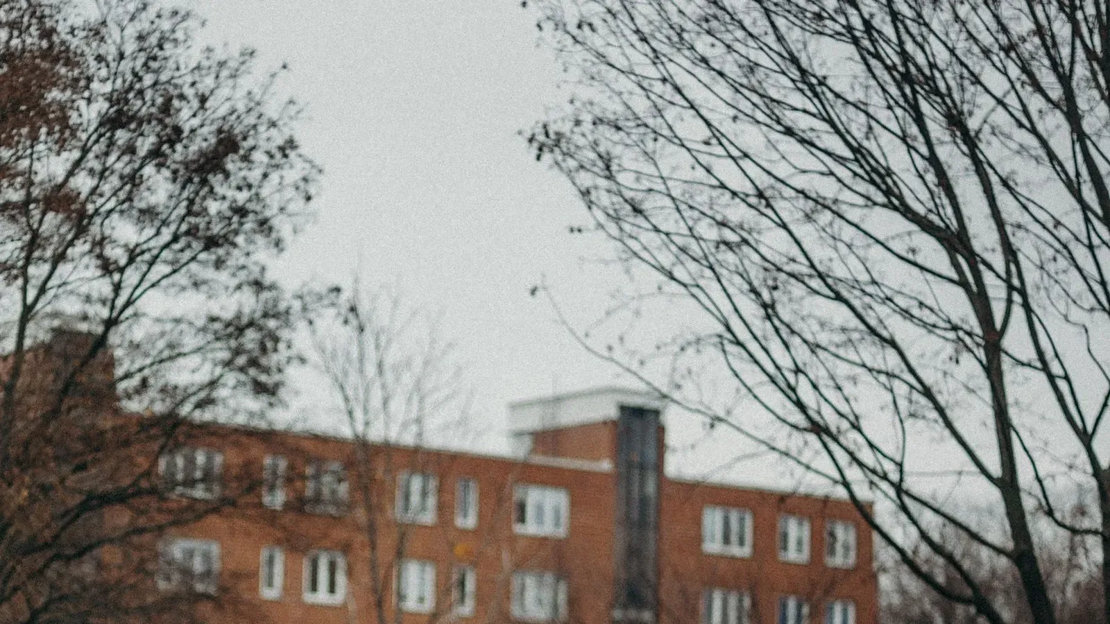 Young fir trees for sale on a city tree lot, with a red brick apartment block and bare trees behind